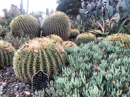 A Lyle held up in front of Ruth Bancroft Garden