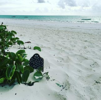 A Lyle held up in front of Matemwe, Zanzibar