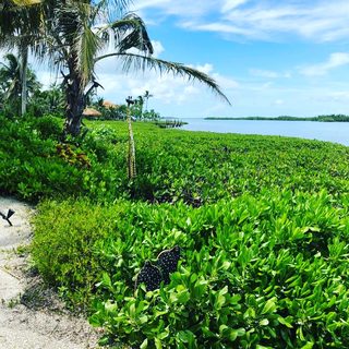 A Lyle held up in front of Shark Key
