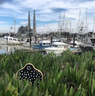A Lyle held up in front of Moss Landing