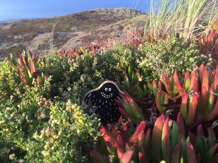 A Lyle held up in front of Point Reyes