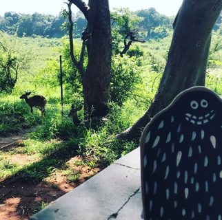 A Lyle held up in front of Kruger National Park, South Africa