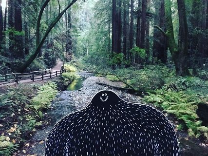 A Lyle held up in front of Muir Woods