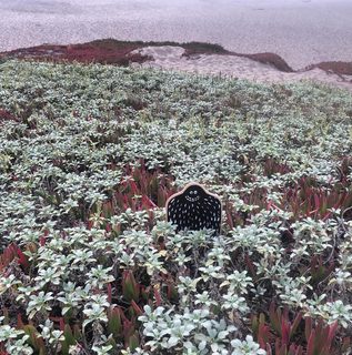 A Lyle held up in front of Point Reyes Beach