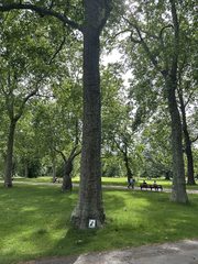 An ant left in a public place, Kensington Gardens