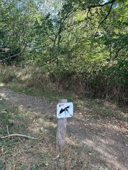 An ant left in a public place, Hampstead Heath