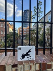 An ant left in a public place, Whitechapel