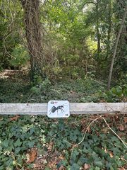 An ant left in a public place, Hampstead Heath