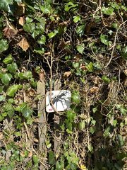 An ant left in a public place, Hampstead Heath
