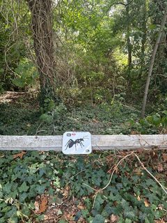 An ant left in a public place, Hampstead Heath