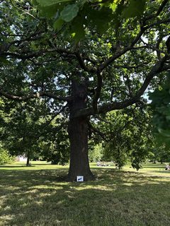 An ant left in a public place, Kensington Gardens