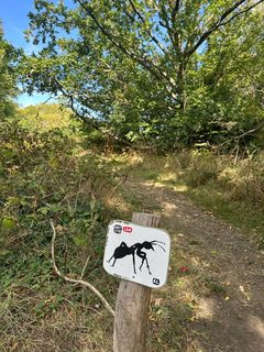 An ant left in a public place, Hampstead Heath