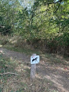 An ant left in a public place, Hampstead Heath