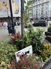An ant left in a public place, the Royal Academy