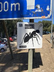 An ant left in a public place