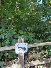 An ant left in a public place, Hampstead Heath