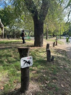 An ant left in a public place, Hampstead Heath