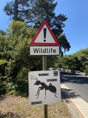 An ant left in a public place
