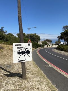 An ant left in a public place