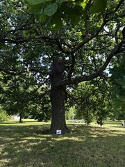 An ant left in a public place, Kensington Gardens