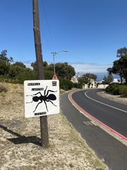 An ant left in a public place