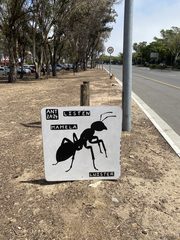 An ant left in a public place