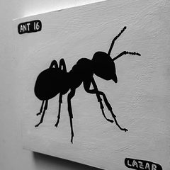 Ant 16