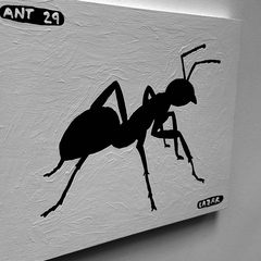 Ant 29