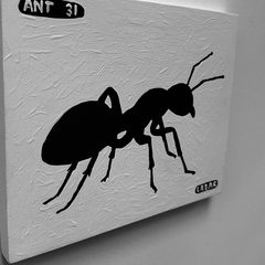 Ant 31