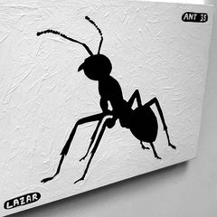 Ant 35