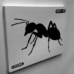 Ant 37