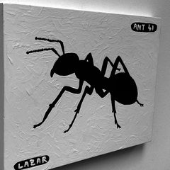Ant 41
