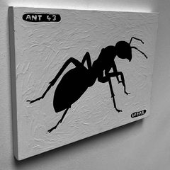 Ant 43