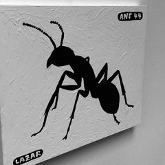 Ant 44