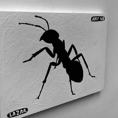 Ant 48