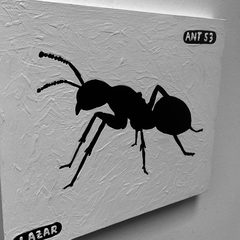 Ant 53