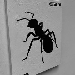 Ant 55