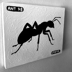 Ant 78