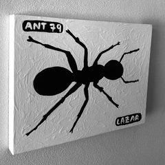 Ant 79