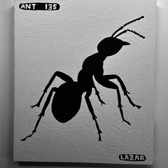 Ant 135