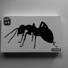 Ant 144