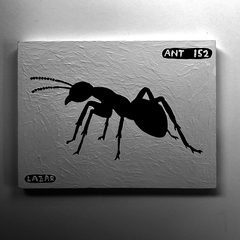 Ant 152