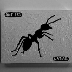 Ant 153