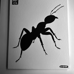Ant 156