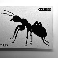 Ant 170