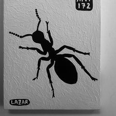 Ant 172