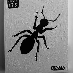Ant 173