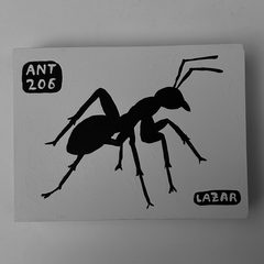 Ant 206