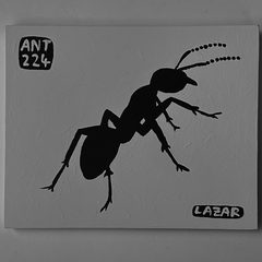 Ant 224