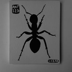 Ant 227